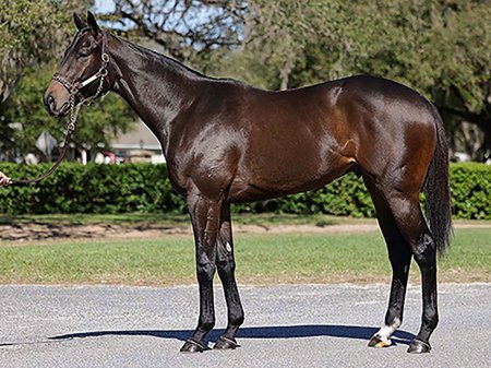 The Yaupon colt consigned as Hip 42 