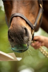 Serena's Song painting a Moneigh