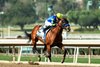 Citizen Bull and jockey Martin Garcia win the G3, $200,000 Robert B. Lewis Stakes, Saturday, February 1, 2025 at Santa Anita Park, Arcadica CA.
&#169; BENOIT PHOTO