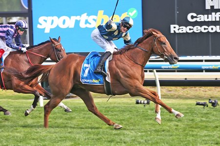 Jimmysstar, a son of Per Incanto, wins the Oakleigh Plate at Caulfield Racecourse