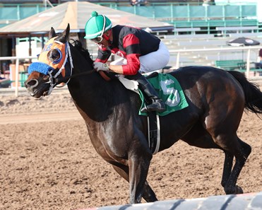 Time Tofly Racing Time to Fly - Horse Profile - BloodHorse