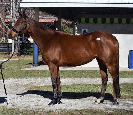 Unbridled Mo, consigned as Hip 401, at the Fasig-Tipton Kentucky Winter Mixed Sale