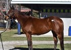 2025 Fasig-Tipton Kentucky Winter Mixed Sale, Hip 401
Unbridled Mo