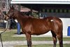 2025 Fasig-Tipton Kentucky Winter Mixed Sale, Hip 401
Unbridled Mo