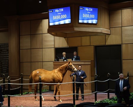 Boxwood, consigned as Hip 228, sells for $650,000 to Steven W. Young, agent