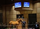 Hip 228, 2025 Fasig-Tipton Winter Mixed Sale