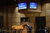 Hip 228, 2025 Fasig-Tipton Winter Mixed Sale