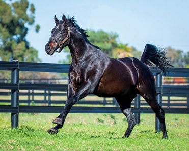 Playing God at Darling View Thoroughbreds