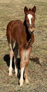 The first reported foal by Rombauer