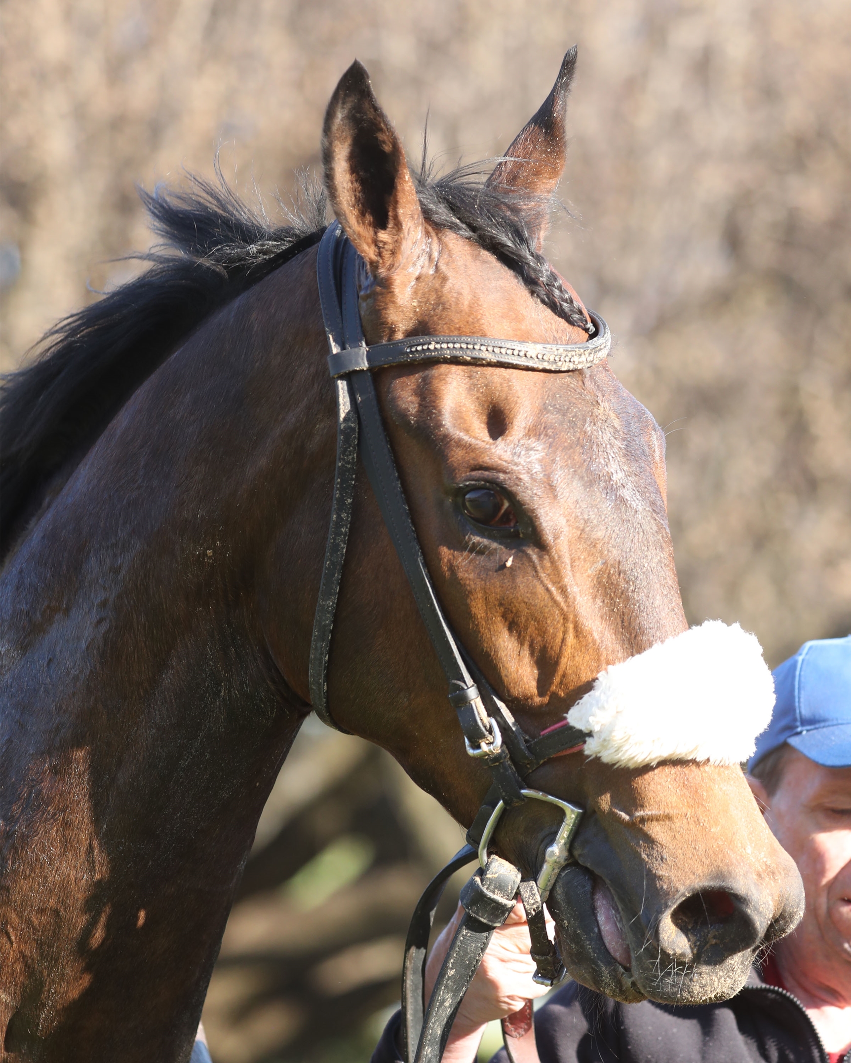 フック 様 thoroughbred navy Navy Seal - Horse Profile - BloodHorse