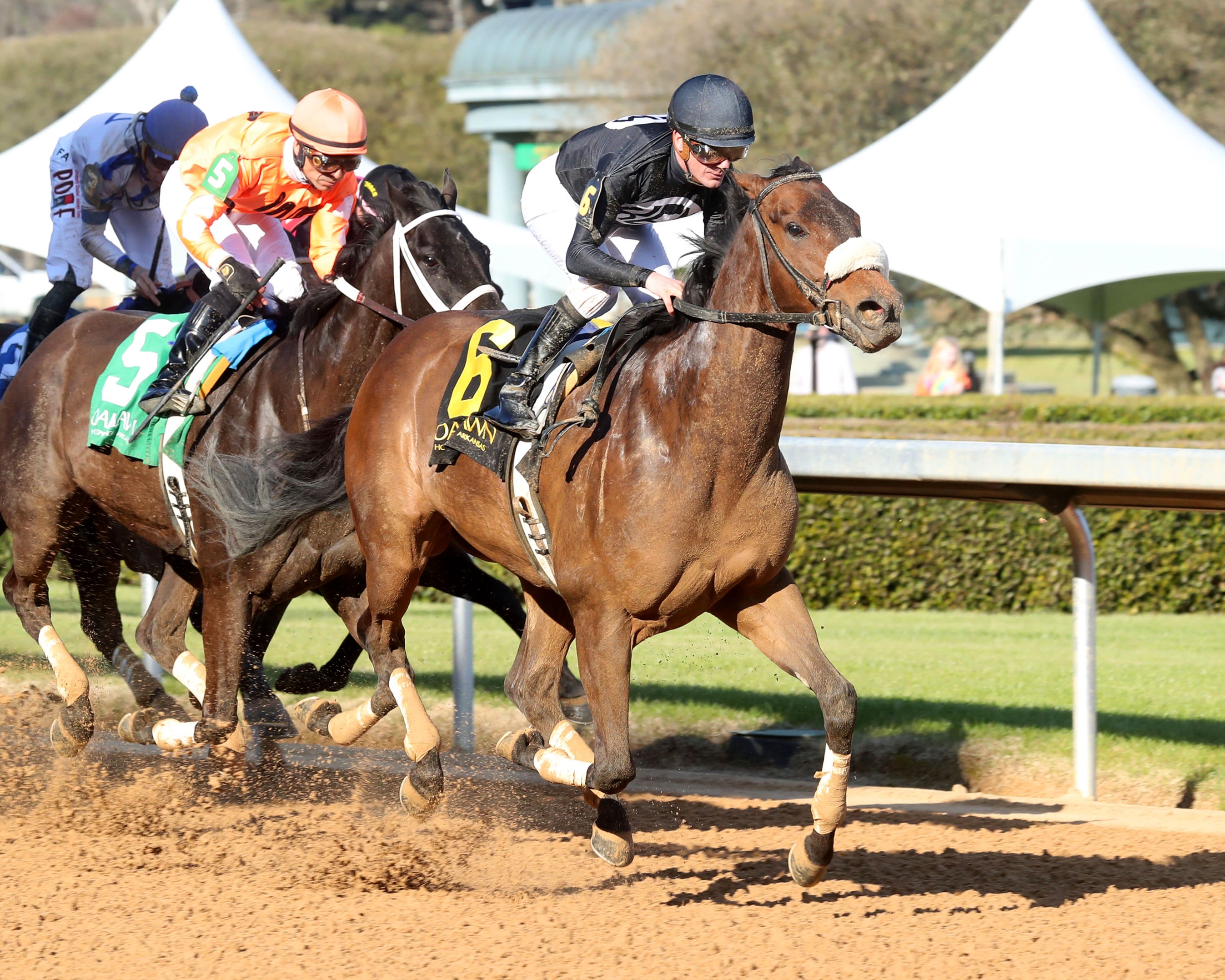 Navy Seal - Horse Profile - BloodHorse