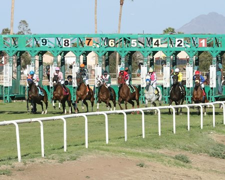 Mucho Macho Girl wins the 2025 Queen Of The Green Handicap at Turf Paradise