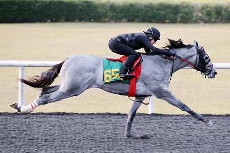 The Gun Runner colt consigned as Hip 654 breezes during the March 8 under tack show at the OBS March Sale