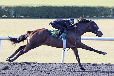 Hip 245, a New York-bred colt by Fog of War, works a quarter-mile in :20 4/5 at the OBS March Sale