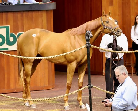 The Not This Time colt consigned as Hip 212 in the ring at the OBS March Sale