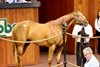 2025 OBS March 2 Year-Olds-in Training Sale, Hip 212