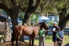 2025 OBS March 2 Year-Olds-in Training Sale, Scenics