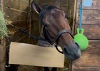 Flying Mohawk at Turfway Park on the morning of the Jeff Ruby Steaks.