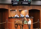 2025 OBS March 2 Year-Olds-in Training Sale, Hip 404