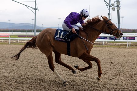 Spicy Margarita, one of two fillies entered in the Patton, breaks her maiden at Dundalk 