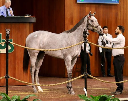 The Gun Runner colt consigned as Hip 654 in the ring at the OBS March Sale