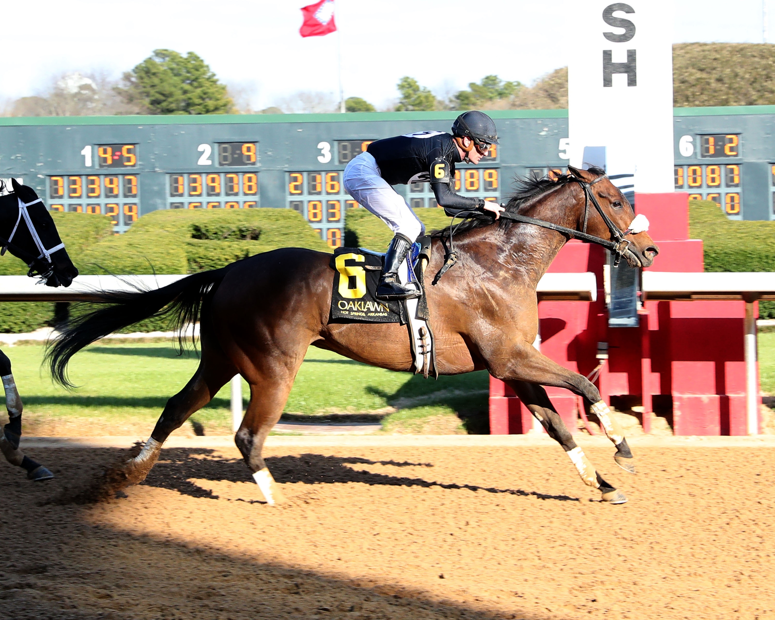 Navy Seal - Horse Profile - BloodHorse