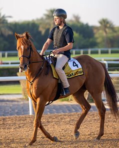 Nakatomi is entered in the Oct. 3 Phoenix Stakes, opening day of the Keeneland fall meet