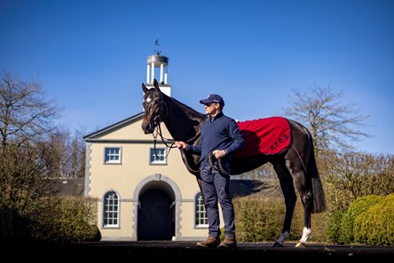 Expanded (IRE) - Horse Profile - BloodHorse