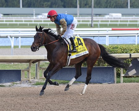 Immensitude gallops back after finishing second in the 1 3/8-mile The Very One Stakes at Gulfstream Park