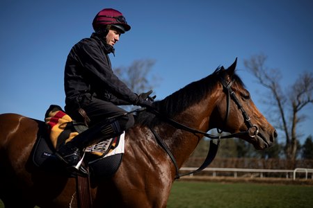 The Lion In Winter during morning training at Ballydoyle