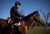 The Lion In Winter (Stephen Gray) on 2nd lot.
Ballydoyle.
Photo: Patrick McCann/Racing Post
24.03.2025