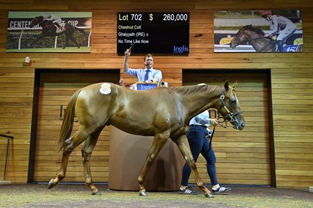 The Ghaiyyath colt consigned as 702 in the ring at the Inglis Premier Yearling Sale