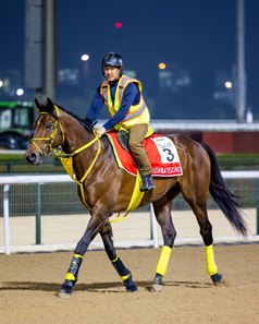 Ushba Tesoro trains at Meydan Racecourse