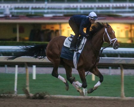 Journalism trains for the Santa Anita Derby at Santa Anita Park