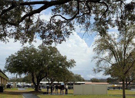 The Ocala Breeders' Sales barn area