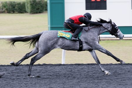 Hip 558, a full sister to grade 1 winner Gift Box and half sister to multiple grade 1 winner Gina Romantica, breezes a furlong in :10 2/5 at the OBS March Sale