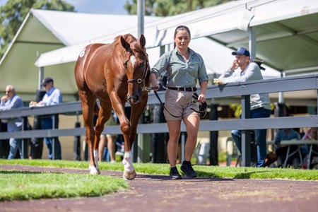 The Written Tycoon filly, consigned as Lot 109 tops the first day of the sale at AU$260,000