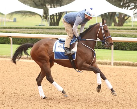 Horse of the Year Thorpedo Anna trains at Oaklawn Park