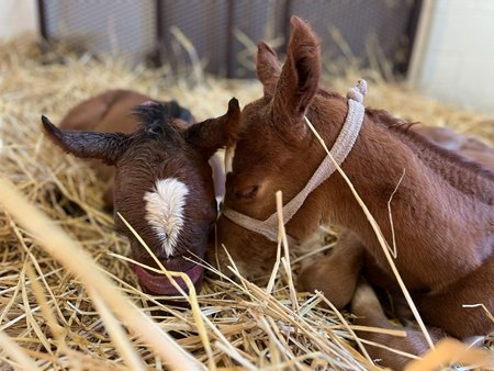 Healthy twins "Mary-Kate" (left) and "Ashley" enjoy a snuggle at Rood & Riddle Equine Hospital in Lexington after being born March 10 at Meadowbrook Farm