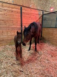 The first reported foal by Dennis' Moment with his dam, Half a Chance, in Wyoming