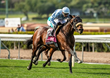 Atitlan runs to a clear victory in the San Luis Rey Stakes at Santa Anita Park