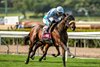 John M. B. O’Connor’s Atitlan carries jockey Hector I. Berrios to victory in the Grade III $100,000 San Luis Rey Stakes Saturday, March 22, 2025, at Santa Anita Park, Arcadia, CA.  The 4-year-old son of The Factor, trained by John Shirreffs, covered the 1 &#189; miles on the turf in 2:24.73.
Benoit Photo