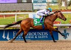 3/22/2025  -  Touchuponastar with jockey Timothy Thornton aboard goes wire to wire to win the $500,000 Grade II New Orleans Classic at Fair Grounds.  Hodges Photography / Lou Hodges, Jr.