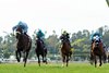 John M. B. O’Connor’s Atitlan, left, carries jockey Hector I. Berrios to victory in the Grade III $100,000 San Luis Rey Stakes Saturday, March 22, 2025, at Santa Anita Park, Arcadia, CA.  The 4-year-old son of The Factor, trained by John Shirreffs, covered the 1 &#189; miles on the turf in 2:24.73.
Benoit Photo