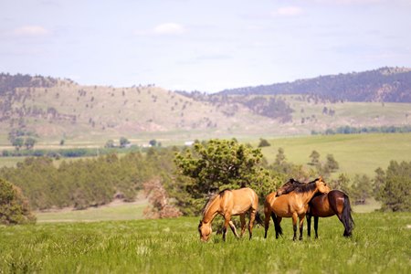 Wild mustangs in the Black Hills of South Dakota