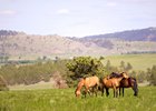Wild Spanish Mustangs in the Black Hills of South Dakota