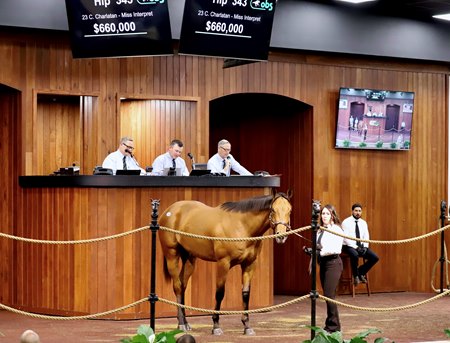 The colt by Charlatan consigned as Hip 343 in the ring at the OBS March Sale