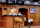 2025 OBS March 2 Year-Olds-in Training Sale, Hip 343