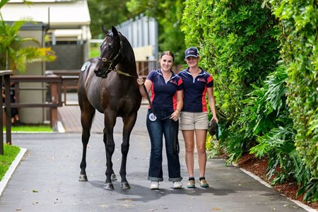 The Capitalist colt consigned as Lot 43 at the Magic Millions Gold Coast March Yearling Sale