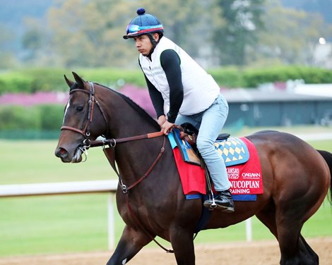 Cornucopian Looks to Meet High Expectations in AR Derby - BloodHorse